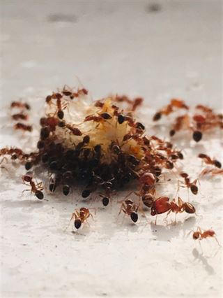 Alt du skal vide om myrer i hjemmet