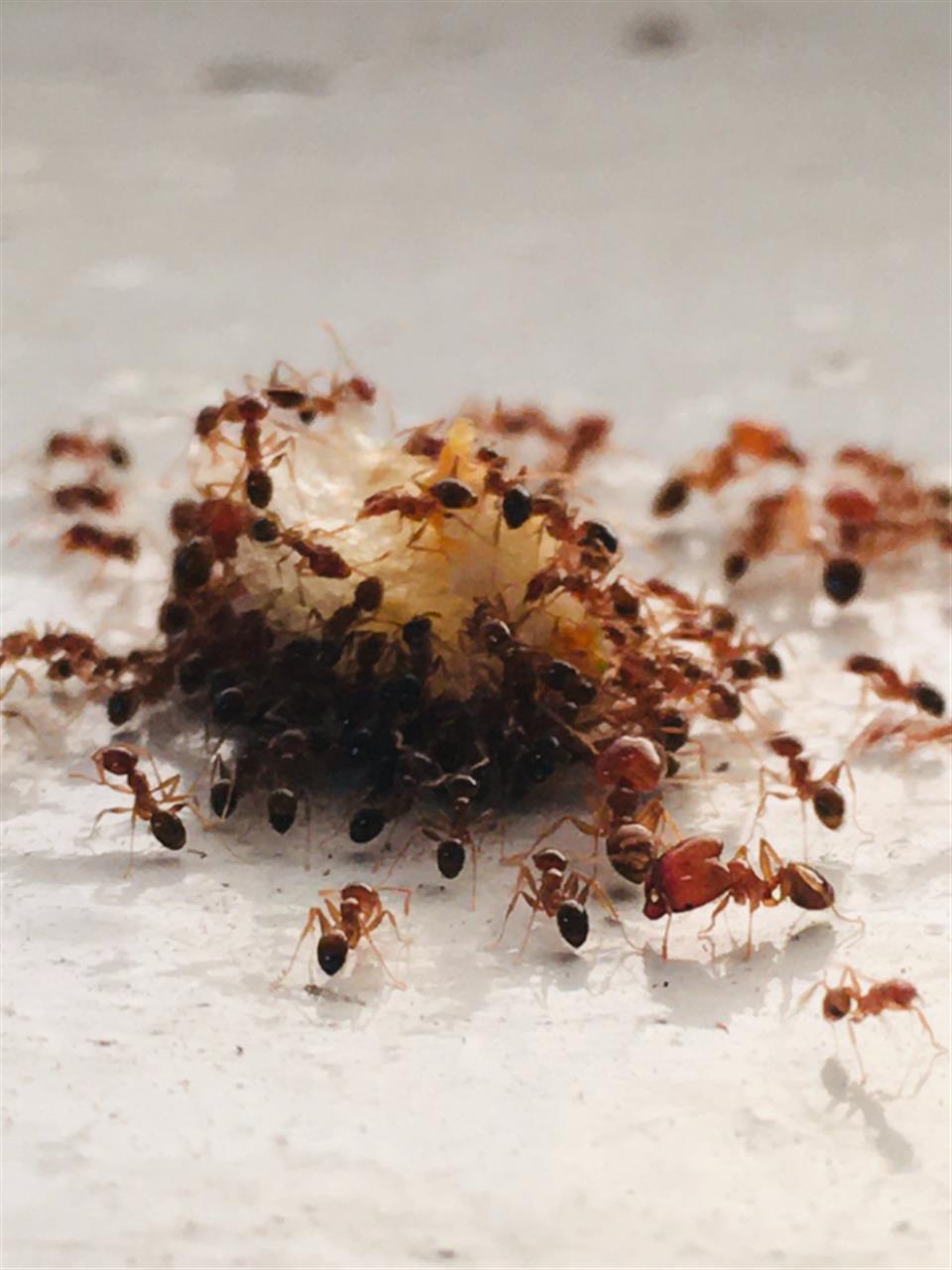 Alt du skal vide om myrer i hjemmet