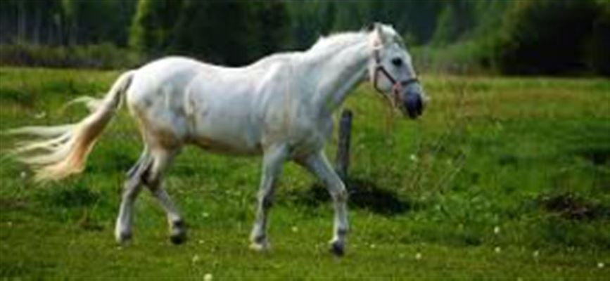 Få din hest til at spise i et naturligt tempo med en høhæk eller slowfeeder