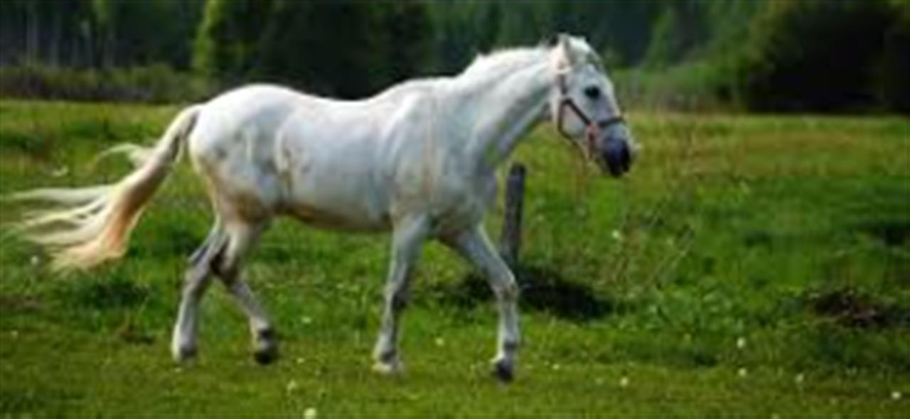 Få din hest til at spise i et naturligt tempo med en høhæk eller slowfeeder